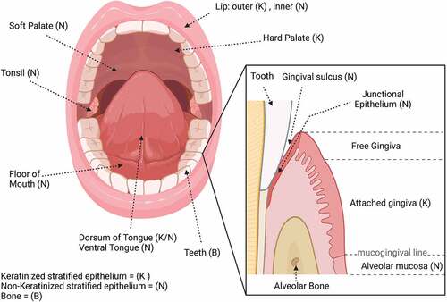 Figure 1. Anatomy and structure of the oral cavity. The type of tissue is indicated in parentheses; key is given at the bottom left of the figure.