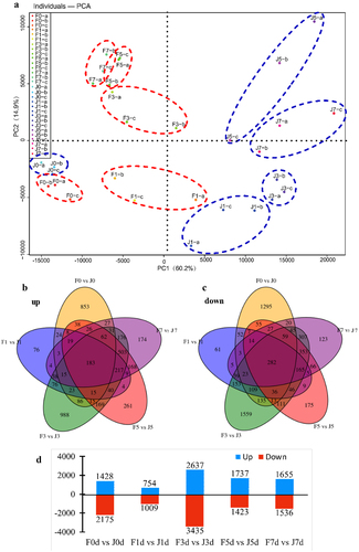 Figure 4. Comparison of transcriptome data of two varieties under different high temperature treatments. (a) PCA analysis. (b,c) Venn diagram of DEGs in different comparison groups. (d) Statistical bar chart of the number of DEGs by comparing F0 vs J0, F1 vs J1, F3 vs J3, F5 vs J5, and F7 vs J7. Blue represents the number of upregulated DEGs, while red stands for downregulated DEGs.