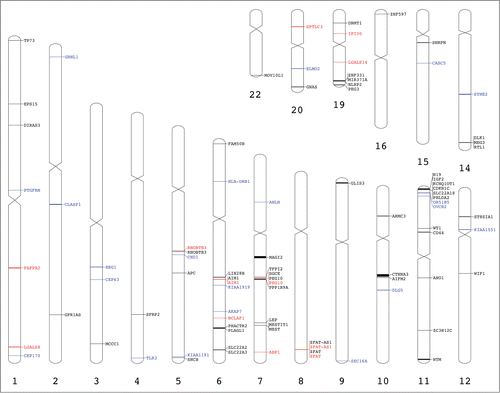 Figure 4. Genome visualization of the imprinted and monoallelically expressed genes. Previously reported placental imprinted genes are in black (Table S1), candidate imprinted genes are marked in blue (Table 1) and imprinted and monoallelically expressed genes found in our analysis are marked in red (Table 2). This image was generated using Idiographica web service.Citation49