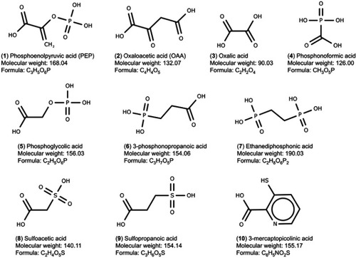 Figure 2 Set of PEPCK substrates (1–2), PEPCK-C inhibitors (3–9), and PEPCK-M inhibitor (10) used in the docking study. The molecular weight is in g/mol.