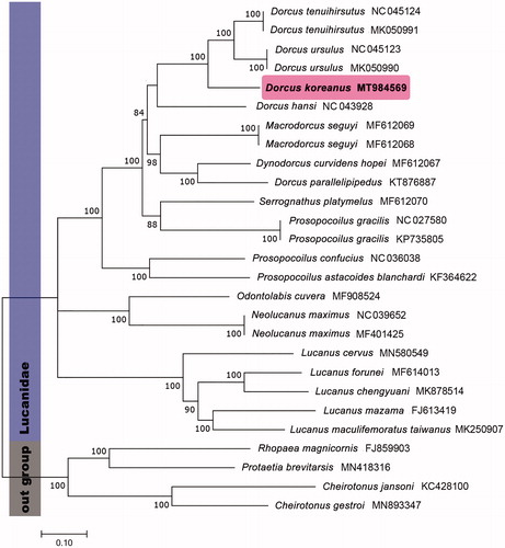 Figure 1. Maximum-likelihood (ML) tree based on analysis of 13 protein-coding genes of 23 mitogenomes of Lucanidae species with TVM + I + G model and bootstrapping (1000 replication).