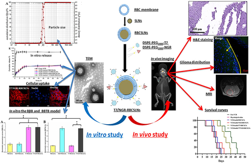 Figure 4 Dual targeted, RBCm-camouflaged vincristine nanodrugs for T7 and NGR peptides enable effective targeted drug delivery to GBM in situ (*P< 0.05).