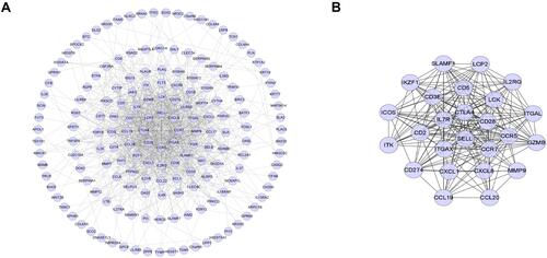 Figure 4 Identification of hub genes. (A) PPI network of the DEGs in Atopic dermatitis. The nodes indicate the DEGs and the edges indicate the interactions between two proteins. Medium confidence score was used for the construction of PPI networks. (B) Top 25 hub genes with MCC by CytoHubba plugin.