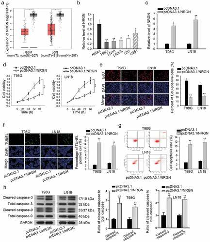 Figure 2. NRGN was also an anti-tumor gene in glioma development. (a) TCGA revealed that NRGN was lowly-expressed in both GBM and LGG tissues. (b) qRT-PCR result presented NRGN expression level in indicated cells. (c) Overexpression efficiency of NRGN was assessed by qRT-PCR. (d and e) Cell viability and proliferation in T98 G and LN18 cells under NRGN upregulation were evaluated by CCK-8 and EdU assays, respectively. (f–g) TUNEL assay and flow cytometry analysis were carried out to determine the apoptosis of two glioma cells transfected with indicated plasmids. (h) Proteins associated with apoptosis were evaluated in NRGN-upregulated cells by western blot analysis. *P < .05, **P < .01.