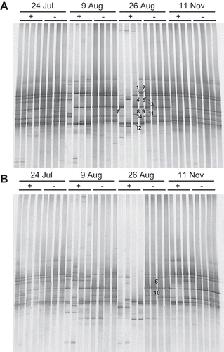 Figure 2 Impact of solarization on the denaturing gradient gel electrophoresis (DGGE) banding patterns of the ciliate community in soil fertilized with (A) commercial organic fertilizer and (B) liquid fertilizer from shochu waste. +, with solarization; –, without solarisation.