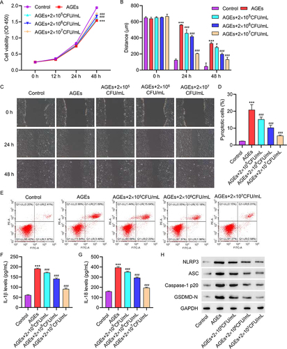 Figure 2 L. plantarum inhibits the effects of AGEs on cell viability, pyroptosis and NLRP3 inflammasome activation in HUVECs. Treatment HUVECs with 200 μg/mL of AGEs for 48 hours, with concomitant intervention of 2×10^5, 2×10^6, or 2×10^7 CFU/mL of L. plantarum for 24 hours. (A) Cell proliferation activity was detected by CCK8 assay. (B and C) Cell migration was detected by scratch assay. (D and E) Cell pyroptosis was detected by flow cytometry. (F and G) The levels of IL-1β and IL-18 were detected by ELISA. (H) The expression of NLRP3, ASC, Caspase-1p20, and GSDMD-N was detected by Western blot. ***P<0.001 vs control; #P<0.05, ###P<0.001 vs AGEs.