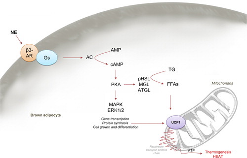 Figure 1. Brown adipose tissue uncoupling and thermogenesis. In brown adipose tissue (BAT), sympathetic stimulation releases norepinephrine (NE) activating β3-adrenoreceptors (β3-AR) in brown adipocytes coupled to G-proteins, which activates adenylate cyclase (AC), turning AMP into cAMP that in turn activates protein kinase A (PKA). PKA induces lipolysis activating adipose triglyceride lipase (ATGL), hormone-sensitive lipase (HSL; the active isoform being pHSL), and monoacylglycerol lipase (MGL) which hydrolyzes triglycerides, diacylglycerol, and monoacylglycerol, respectively, releasing free fatty acids (FFAs). FFAs are then imported into the mitochondria through carnitine palmitoyltransferase 1a (CPT1a), where they are oxidized (via β-oxidation and further citric acid cycle), leading to the formation of NADH and FADH, which are then oxidized by the electron transport chain. This results in pumping protons out of the mitochondrial matrix and the creation of a proton-motive force that drives the protons back into the mitochondrial matrix through uncoupling protein 1 (UCP1). The energy stored in the proton-motive force is then released, starting mitochondrial heat production. Furthermore, PKA activation increases UCP1 expression via mitogen-activated protein kinase (MAPK) and extracellular signal-regulated kinases (ERK)1/2 pathway responsible for gene transcription, cell growth, cell differentiation and protein synthesis.