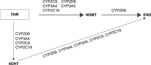 Figure 1 TAM-metabolic pathways and selected CYP450 enzymes.