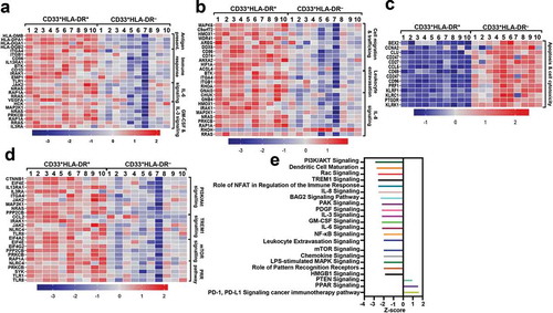 Figure 2. Signaling pathway analyses of myeloid cell subsets. Functional categorization of both upregulated and downregulated genes (with P value <0.05) from CLC analysis were analyzed for CD33+HLA-DR– myeloid cells, compared with CD33+HLA-DR+ APCs using IPA. Heatmaps show the Z-score representing the fold change of each gene in CD33+HLA-DR– myeloid cells, compared to CD33+HLA-DR+ APCs from 10 healthy donors. Functional gene annotations showed that genes related to several cellular processes and signaling pathways were differentially expressed in both myeloid cell subsets (a-d). Functional categorization of top significantly affected transcripts (with P value <0.05) from CLC analysis were analyzed through IPA. The horizontal bars denote the different pathways based on the Z-scores (e).