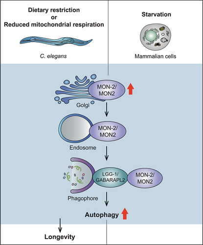 Figure 1. Upregulation of autophagy by MON-2/MON2 is conserved between C. elegans and mammalian cells. Reduced mitochondrial respiration or dietary restriction, and starvation appear to increase MON-2/MON2 levels in the Golgi in C. elegans and mammalian cells, respectively. This leads to the translocation of MON-2/MON2 from the Golgi to endosomes, leading to increases in autophagosome formation by MON-2/MON2 binding LGG-1/GABARAPL2, a key autophagy factor, on the phagophore. Consequently, enhanced MON-2/MON2-mediated autophagy leads to increased longevity in C. elegans.