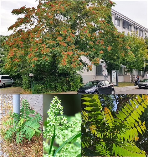 Figure 1 Ailanthus altissima in front of the Institute of Laboratory Medicine of the University Hospital Leipzig, young feral tree in the city center, and details of the leaves and flower of the tree.