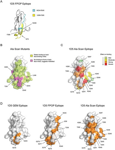 Figure 4. 1D5 epitope identified by GEM is consistent with FPOP and alanine scanning. (A) MICA*008 α3 domain peptides that showed a change in oxidation by FPOP when bound to the 1D5 Fab compared to the α3 domain alone are mapped onto the crystal structure. These include the tryptic peptide N234-R240 (cyan) and the chymotryptic peptide V268-F280 (yellow). Residues that showed the greatest change in oxidation are labeled and their side chains are shown. (B) Surface-exposed residues on the ‘front face’ of the α3 domain included in the alanine scan are highlighted. Residues that retain binding to 2E5, an antibody that binds the ‘back face’ of MICA, when mutated to alanine are colored lime green. Residues that lose binding to both 1D5 and 2E5 when mutated to alanine are colored magenta and labeled. (C) Residues identified as part of the 1D5 epitope by alanine scanning are highlighted on the crystal structure. Residues that when mutated to alanine show a mild, moderate, strong or severe decrease in 1D5 binding are colored green, yellow, orange and red, respectively. (D) Comparison of the 1D5 epitope determined by GEM, FPOP and alanine scanning methods. Epitopes determined by the three techniques are colored orange, have their side chains shown as sticks, and residues labeled. For simplicity, only surface-exposed residues are labeled for the FPOP epitope.
