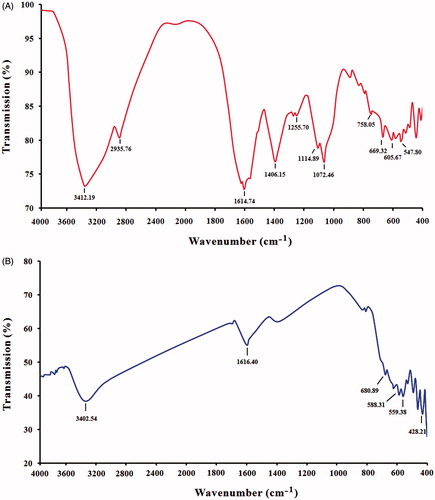 Figure 5. FTIR spectroscopy analysis. (A) Spectrum of leaf extract of Albizia adianthifolia and (B) spectrum of MNPs synthesized by leaf extract of A. adianthifolia.