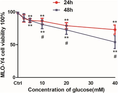 Figure 1 High glucose decreased cell viability and Cx43 protein expression in osteocyte-like MLO-Y4 cells. Viability assays of MLO-Y4 cells following treatment with different concentrations of glucose for 24 and 48 hrs using CCK8 kits. MLO-Y4 cell viability dose-dependently decreased following glucose treatment. Cell viability was reduced to a greater extent at 48 hrs, but decreased by <50% in response to all glucose concentrations. The results represent three independent experiments. **P<0.01 vs control group (Ctrl), untreated cells. #P<0.05 vs group treated with the same concentration of glucose for 24 hrs.