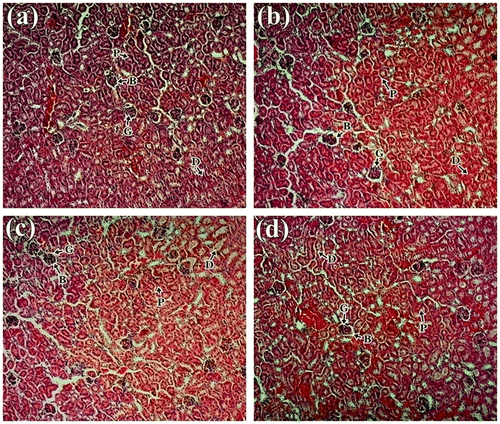 Figure 2. Histology study of kidney of mice: (a) control group; (b) 1,000 mg/kg; (c) 2,000 mg/kg and (d) 3,000 of S. alata leaf extract in a 15-day sub-acute toxicity.