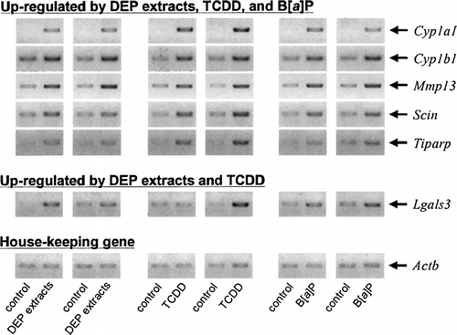 FIG. 2 Confirmation of gene chip data in fetal thymuses exposed to DEP extracts, TCDD, and B[a]P using semi-quantitative RT-PCR. Fetal thymus was exposed to DEP extracts, TCDD, or B[a]P for 24 hrs, and ds-cDNAs obtained in two independent experiments were subjected to semi-quantitative PCR using each specific primer pair (Table 1). PCR products were separated in a 1.2% SYNER gel containing 0.5 μg/ml ethidium bromide.