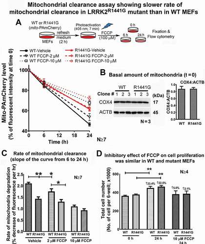 Figure 8. The relative rate of mitochondrial clearance was slower in LRRK2R1441G mutant than in WT MEFs. (a) To address the effects of LRRK2R1441G mutation on rate of mitochondrial clearance, WT and mutant MEFs were transduced by lentivirus to stably express mitochondria-specific photoactivatable PAmCherry (mito-PAmCherry), which emitted red fluorescence after photoactivation. The initial (level) and the subsequent decline in the levels of red fluorescence from mito-PAmCherry in each treatment group at 6 and 24 h after FCCP exposure were measured by flow cytometry; (b) Western blotting of mitochondrial COX4 showed that levels of basal amount of mitochondria in WT and mutant MEFs were similar before mitochondria clearance assay (t = 0); (c) The rate of photoactivated mito-PAmCherry clearance indicating mitochondria clearance in mutant MEFs was significantly slower than in WT MEFs under both normal (p < 0.01; N ≥ 7) and 2 μM FCCP-treated conditions (p < 0.05; N ≥ 7). Statistical significance between groups was analyzed by three-way ANOVA and Tukey’s multiple comparison (Table 1); Data represents mean ± standard error of mean (SEM) from seven independent experiments (N = 7). Statistical significance between groups was analyzed by unpaired Student’s t-test. *P < 0.05, **P < 0.01. (d) No significant difference in the cell proliferation rates of WT and mutant MEFs during the time course of the assay. Thus, the observed difference in the rate of mitochondrial clearance was not due to difference in rate of cell proliferation between the two cell lines (N ≥ 4). Data represents mean ± standard error of mean (SEM) from seven independent experiments (N ≥ 4). Statistical significance between groups was analyzed by unpaired Student’s t-test, **P < 0.01