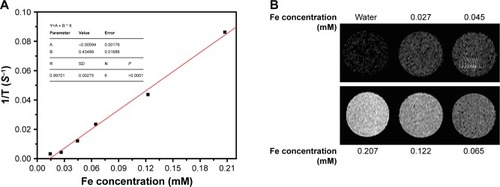 Figure 4 (A) Plots of 1/T1 vs Fe concentration and (B) T1-weighted MR images of Cu5FeS4 cube nanoparticles aqueous dispersions with concentrations ranging from 0 to 0.207 mM.Abbreviations: MR, magnetic resonance; T1, longitudinal relaxation time.