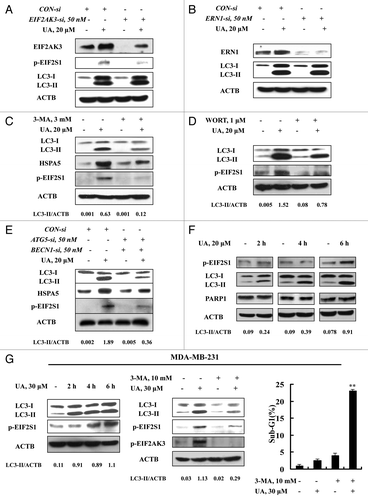 Figure 4. ER stress was an effect rather than a cause of UA-induced autophagy. (A and B) Effects of EIF2AK3 (A) or ERN1 (B) knockdown on UA-induced LC3-I to LC3-II conversion. The cells were transfected with 50 nmol/L of EIF2AK3 siRNA or 50 nmol/L of ERN1 siRNA using siPORT™ NeoFX™ Transfection Agent. At 24 h post-transfection, the cells were treated with 20 μM for 24 h and then EIF2AK3, p-EIF2S1, ERN1 and LC3 were assessed by western blotting. (C and D) Effects of autophagy inhibition by 3-MA (C) or WORT (D) on UA-induced HSPA5 expression and EIF2S1 phosphorylation. The cells were treated with 20 μM UA in the presence or absence of 3-MA or WORT for 24 h and were analyzed by western blotting. (E) Effects of autophagy inhibition by BECN1/ATG5 knockdown on UA-induced HSPA5 expression and EIF2S1 phosphorylation. The cells were simultaneously transfected BECN1 and ATG5 siRNAs using siPORT™ NeoFX™ Transfection Agent. After 24 h transfection, the cells were treated with 20 μM UA for 24 h and were assessed by western blotting. (F) Time-course analysis of key parameters of ER stress, autophagy and apoptosis induced by UA in MCF-7cells. The cells were treated with UA for the indicated time and then LC3, EIF2S1 phosphorylation and PARP1 cleavage were assessed by western blotting. (G) UA induces autophagy-mediated ER stress in MDA-MB-231 cells. The cells were treated with UA for the indicated time and then LC3 and EIF2S1 phosphorylation were assessed by western blotting (left); The cells were pretreated with 3-MA for 1 h and further treated with UA for 6 h and western blotting was used to analyze LC3 and EIF2AK3-EIF2S1 phosphorylation (middle) and sub-G1 analysis was used to assess apoptosis induction by UA in the presence or absence of 3-MA for 24 h (right, n = 3, **p < 0.01). (The blots shown are representative of three independent experiments).