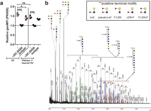 Figure 5. Internalisation of schistosomula EVs without surface N-glycans via DC-SIGN and EV-associated glycolipid-glycans.