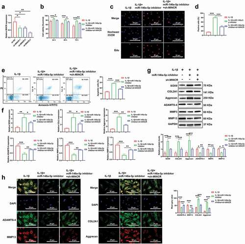 Figure 4. Downregulation of MINCR reverses effects of miR-146a-5p silencing on IL-1β-induced chondrocytes. (a) The efficiency of knockdown of MINCR using shRNA was detected by qRT-PCR. After IL-1β stimulation, IL-1β stimulation + miR-146a-5p inhibitor, and IL-1β stimulation + miR-146a-5p inhibitor + MINCR silencing, (b) CCK-8 assay was used to examine cell viability. (c)-(d) EdU/Hocheast33258 double staining was used to detect the living cells and apoptotic cells. (e) Annexin V-FITC/PI was used to analyze apoptotic cells. (f)-(g) QRT-PCR and western blot were used to examine mRNA and protein levels of SOX9, COL2A1, Aggrecan, ADAMTS-4, MMP3, and MMP13. (h) IF staining was used to detect the levels of ADAMTS-4, MMP13, COL2A1, and Aggrecan. *P < 0.05, **P < 0.01, ***P < 0.001.