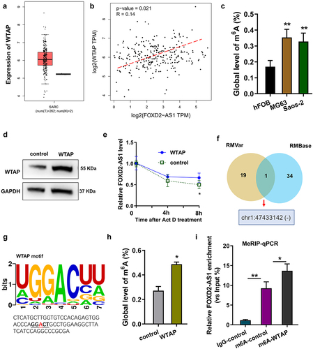 Figure 2. m6A methyltransferase WTAP enhanced the stability of FOXD2-AS1. (a) Online public dataset analysis (http://gepia.cancer-pku.cn/index) revealed the level of WTAP in osteosarcoma. (b) The interaction within FOXD2-AS1 expression and WTAP was analyzed using public dataset analysis (http://gepia.cancer-pku.cn/index). (c) m6A colorimetric quantitative analysis illuminated the m6A enrichment in the osteosarcoma cells. (d) Western blot analysis detected the WTAP protein level in MG63 cell transfected with WTAP overexpression. (e) RNA stability assay was performed in MG63 cell treated with Act D (5 μg/ml). The relative level of lncRNA FOXD2-AS1 was detected using RT-PCR. (f) Bioinformatics online tools (http:// rna.sysu.edu.cn/rmbase/, http://rmvar.renlab.org/) inspired the potential m6A modification site on the 3ʹ-UTR of FOXD2-AS1. (g) The candidate m6A modification site motif of FOXD2-AS1 is GGACU. (h) m6A colorimetric quantitative analysis revealed the m6A modification enrichment in MG63 cell with WTAP overexpression transfection. (i) MeRIP-qPCR demonstrated the FOXD2-AS1 level precipitated by m6A antibody (anti-m [Citation6]A). **p < 0.01; *p < 0.05.