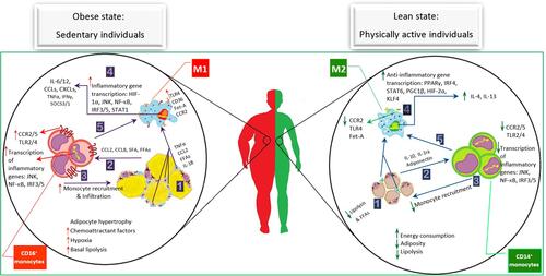 Figure 3 Physical activity alters circulating monocyte features and obese adipose tissue macrophage distinction. Obese state: The excess nutrients-caused adipocyte hypertrophy and cell death induce the micro hypoxia in AT. ① Although MФs accumulation is increased, constantly elevated levels of circulating non-esterified fatty acid reveal an inefficient function of MФs to maintain the AT homeostasis. These complex interactions of the immune system and adipocyte cause the release of inflammatory cytokines into the blood. Both circulating cytokines and the fatty-acids provide a chemoattractive environment. ② The increased CCL2 release and hypoxia result ③ the MON recruitment and more intensive infiltration into the AT. In AT, this inflammatory condition promotes M1 polarization leading to ④ higher number of surface receptors such as TLR4 and CCR2 which activate the influential inflammatory transcription factors, resulting in the upregulation of several inflammatory cytokine genes such as CCL and CXCL family, IFNγ, IL-6/12, and TNFα. ⑤ Circulating MONs are affected by releasing the abundant inflammatory cytokines and FFAs into the bloodstream. They might be altered toward the inflammatory types due to the increase of inflammatory receptors and, consequently, activation of inflammatory signaling cascades, causing the upregulation of more inflammatory genes. This impaired feed-forward cycle aggravates the inflammatory status in individuals with obesity. Lean state: Exercise training improves the inflammatory state through the inhibition of AT expansion (increasing energy consumption and modulation of inflammatory cascade activities (anti-inflammatory cytokine expression). It seems that the improvement of the inflammatory condition in either AT or bloodstream is induced by the reduction of the chemoattractant factors like CCL2 and FFAs. This has influenced the MФ polarization pathway toward M2. Consequently, it leads to a decrease in both the adipocyte death and the expression of inflammatory cytokine receptors on the surface of cell membrane, which resulted in the downregulation of inflammatory pathways. The circulating MONs which experience the anti-inflammatory condition obtain the features of anti-inflammatory MON subsets. Moreover, producing the strong anti-inflammatory myokines could interrupt these pathways following the exercise training, resulting in the improvement of obesity induced-inflammatory cycle.Abbreviations: TLR4, toll-like receptor 4; CD, cluster of differentiation; fet-A, fetuin-A; CCR2, C-C chemokine receptor type 2; HIF1α, hypoxia-inducible factor 1 α; JNK, c-Jun N-terminal kinase; NF-κB, nuclear factor kappa-light-chain-enhancer of activated B cells; IRF, interferon regulatory factor; STAT, signal transducer and activator of transcription; IL, interleukin; CCL, C-C motif chemokine ligand; CXCL, C-X-C motif chemokine ligand, TNFα, tumor necrosis factor α; IFNγ, interferon regulatory factor γ; SOCS, suppressor of cytokine signaling; CCR, C-C motif chemokine receptor; FFA, free fatty-acid; SFA, saturated fatty-acid; PGC1β, peroxisome proliferator-activated receptor co-activator 1 β; PPARγ, peroxisome proliferator-activated receptor γ; KLF4, kruppel like factor 4.