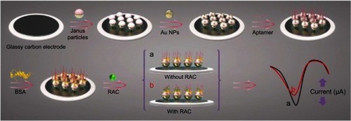 Figure 19 Schematic illustration of the electrochemical sensor fabrication process for the detection of ractopamine (RAC). The detection relies on the change in peak current of the sensor in the absence (A) and the presence (B) of RAC. Reprint with permission from Zhou Y, Yang YJ, Deng X, et al. Electrochemical sensor for determination of ractopamine based on aptamer/octadecanethiol Janus particles. Sens Actuat B Chem. 2018;276:204–210.Citation107 Copyright © 2018 Elsevier B.V.