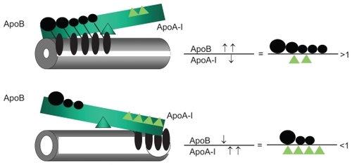 Figure 2 Impact of the apoB/apoA-I ratio on atherogenic balance.