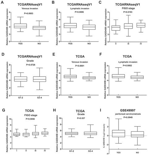 Figure 2 High GADD45B mRNA levels are related to metastasis of EOC. The relationship between GADD45B mRNA levels and clinicopathological features in TCGA and GSE49997 cohorts. (A, E) The relationship between GADD45B expression and venous invasion. (B, F) The relationship between GADD45B expression and lymphatic invasion. (C, G) The relationship between GADD45B expression and FIGO stage. (I) The relationship between GADD45B expression and peritoneal carcinomatosis. (D, H) The relationship between GADD45B expression and grade. The results are shown as the mean ± s.d. Student’s t-test was used to analyse the data.