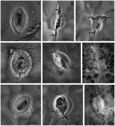 FIGURE 2 SEM. Surface of the Prunus fruits with microcracks and stomata; A–C—“Bluefre;” D–F—“Sweet Common Prune;” G–I—“President.” F, L—LM. Note stomata with wax microgranules visible on the cell surface and in the interior of stomata (A, D, G), and stomata with microcracks (arrows; B, C, E, H, I). F—A microcrack (arrows) in the skin of “Sweet Common Prune.”