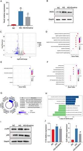 Figure 6 Protection mechanism of emetine. RAW264.7 cells were stimulated with HG, which were pretreated with or without emetine. (A) mRNA expression level of Nos2. (B) Protein expression level of iNOS. (C) The volcano plot presented up-regulated and down-regulated DEGS of RAW264.7 cells pretreated with or without emetine under HG stimulation. (D) GO-BP terms of DEGs. (E) GO-CC terms of DEGs. (F) GO-MF terms of DEGs. (G) KEGG enrichment analysis. (H) GSVA analysis. (I) Western blot detection of NF-κB pathway. (J) mRNA expression levels of Il-18 and Ccl5. NC, normal control. HG, high glucose. **p<0.01 vs NC group. #p<0.05 vs HG group. ##p<0.01 vs HG group.