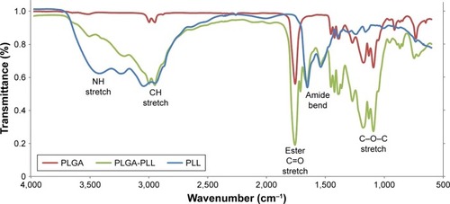 Figure 5 FTIR spectra of PLGA, PLL and PLGA-PLL copolymers.Abbreviations: FTIR, Fourier-transform infrared spectroscopy; PLGA, poly(lactic-co-glycolic acid); PLL, poly-l-lysine.