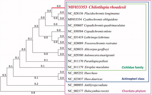 Figure 1. Maximum likelihood tree of complete mitochondrial genome of C. rhoadesii and 14 other closely species, which have their Genbank accession numbers in front.