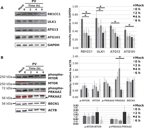 Figure 6. The ULK complex levels decrease during PV infection but upstream or downstream complexes are unaffected. (a) H1-HeLa cells were mock-infected with PBS+ or PV at an MOI = 50 and collected at 0, 2, 4, or 6 hpi. RB1CC1, ULK1, ATG13, and ATG101 levels were assessed via western blot and densitometry analysis. Intensities were corrected to GAPDH. Error bars represent the standard error of the mean of n = 3 independent experiments. Statistical significance was determined via a repeated measures ANOVA with a Tukey/Tukey-Kramer post-hoc test where * p < 0.05. (b) Western blot and densitometry analysis of MTOR, phospho-MTOR (S2448), PRKAA2/AMPKα2 subunit, phospho-PRKAA2 (T172) subunit, and BECN1 levels in H1-HeLa cells that were mock-infected or infected with PV (MOI = 50) for 0, 2, 4, or 6 hpi. Intensities were corrected to ACTB. Error bars represent the standard error of the mean of n = 3 independent experiments. Statistical significance was determined via a repeated measures ANOVA with a Tukey/Tukey-Kramer post-hoc test where * p < 0.05.