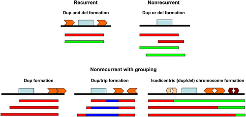 Figure 2.  Representational diagram of three types of rearrangements causative for genomic disorders. Arrows (light and dark orange plus brown) represent low copy repeats (LCRs) and light blue rectangles represent a gene or genes spanning the region with altered copy number. Red horizontal bars: duplications (dup); green horizontal bars: deletion; dark blue horizontal bars triplications (trip). Recurrent rearrangements: have the same genomic size and content with breakpoints that cluster within LCRs flanking the altered region. Nonrecurrent rearrangements: are variable in size and genomic content and there is no breakpoint clustering. Nonrecurrent rearrangements with grouping: LCRs mapping close or at the breakpoints are frequently found to ‘group’ at one end. At least three different nonrecurrent rearrangements with grouping have been reported in the literature: i) associated with duplication formation; ii) associated with triplication embedded in duplications and, iii) associated with isodicentric chromosome formation. The two latter examples have been consistently associated with inverted repeats or palindromes [Carvalho et al. Citation2009; Lange et al. Citation2009].