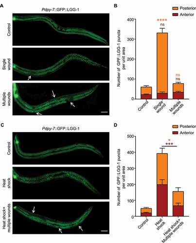 Figure 1. Mechanical injury has both promotional and inhibitory effects on autophagy in the C. elegans epidermis. (A) Representative confocal images showing the distribution patterns of GFP::LGG-1 driven by the epidermal-specific Pdpy-7 promoter in the adults with an intact epidermis (control), a single wound or multiple wounds created by needle puncture. (B) Quantification of the number of GFP::LGG-1 puncta per unit area in the anterior or posterior part of the epidermis in wounded animals compared with control, corresponding to results in (A). n ≥ 6 per condition. (C) Representative confocal images showing the distribution patterns of GFP::LGG-1 driven by the epidermal-specific Pdpy-7 promoter in adult animals subjected to heat shock treatment with or without multiple needle wounding. (D) Quantification of the number of GFP::LGG-1 puncta per unit area in the anterior or posterior part of the epidermis with indicated treatments, corresponding to results in (C). n ≥ 8 per condition. Arrows point to sites of wounding. Scale bars: 40 μm. Error bars represent mean ± SEM. ns, not significant; *, P < 0.05; ***, P < 0.001; ****, P < 0.0001 (two-tailed, unpaired t-test).