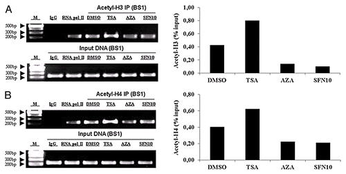 Figure 6. SFN and 5-aza-dC caused weak enrichment of acetylated histones around the MSTN BS1. (A) Acetyl-histone 3 was examined by quantitative PCR following ChIP assay with MyoD antibody (right part). Amplification products were visualized in a 2% agarose gel (left part). (B) Acetyl-histone 4 was determined by quantitative PCR following ChIP assay with MyoD antibody (right part). PCR products were visualized in a 2% agarose gel (left part). Data are normalized to the amount of input chromatin. M, DNA marker; BS1, MyoD binding site 1.