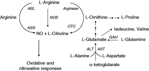 Figure 6. l-Arginine is a common substrate for nitric oxide (NO) synthases (NOS) and arginase. The other key enzymes involved in arginine/ornithine and NO synthesis are ornithine carbamoyltransferase (OTC), argininosuccinate synthase (ASS), argininosuccinate lyase (ASL), alanine aminotransferase (ALT), aspartate aminotransferase (AST), and glutamine aminohydrolase (GAH).