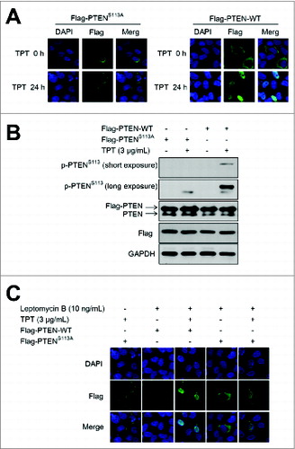 Figure 3. TPT-induced PTEN nuclear translocation was dependent on PTEN (S113) phosphorylation in A549 and HeLa cells. A549 cells and/or HeLa cells were transiently transfected with the 3×Flag-PTEN-WT or 3×Flag-PTENS113A plasmid, and 24 h after transfection, the cells were treated with or without 3 μg/mL TPT. (A) Representative photomicrograph images showing PTEN translocation (200×). (B) The expression levels of PTEN and p-PTENS113 were analyzed by immunoblotting. (C) Representative photomicrograph images showing PTEN translocation (200×) after treatment of 10 ng/mL of leptomycin B for 24 h.