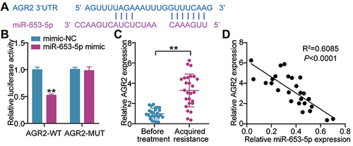 Figure 4 miR-653-5p targets AGR2. (A) Seed sequences of wild-type AGR2 3’UTR were predicted by Starbase (http://starbase.sysu.edu.cn/). (B) Normalized luciferase activity of 293T cells nucleofected with the miR-653-5p mimics and AGR2 3’UTR WT and AGR2 3’UTR MUT luciferase reporter vectors. **P < 0.001 vs mimic-NC. (C) mRNA expression level of AGR2 in LUAD subjects before treatment and after gefitinib resistance was acquired by RT-qPCR. **P < 0.001 vs Before treatment. (D) Pearson's correlation analysis of miR-653-5p expression with AGR2 expression.