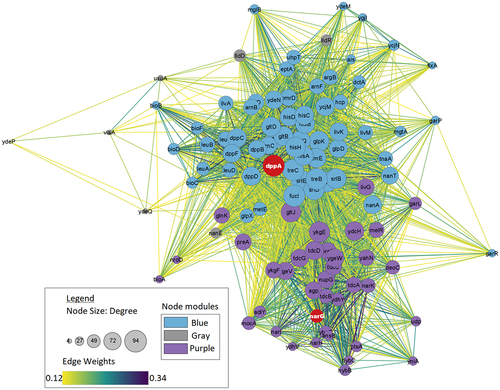 Figure 8. Network visualization of first neighbors for 102712 with the gray, blue, and purple module. Similar trend where dppA is highly connected in the module and ydeP shows the least connections. It is noticeable that dppA and narG have a significant interaction compared to 102651.