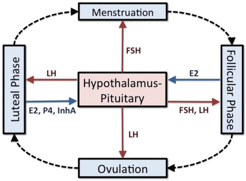 Figure 1. The menstrual cycle is controlled by hormones secreted by the hypothalamus and the pituitary and by the ovaries. The cycle begins with menstruation and then follicles develop during the follicular phase. Ovulation occurs followed by the luteal phase during which hormones are secreted for pregnancy. The solid arrows indicate the effects of the gonadotropin hormones (red arrows) on the ovaries and the effects of the ovarian hormones (blue arrows) on the brain during the phases of the cycle.