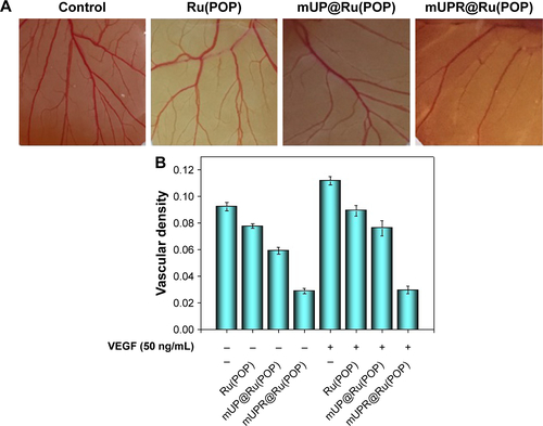 Figure S4 (A) Representative images of angiogenesis inhibition of Ru(POP), mUP@Ru(POP), and mUPR@Ru(POP) (30 μM) in CAM assay without VEGF. (B) The relative quantitation of vascular density based on the CAM images.Abbreviations: CAM, chorioallantoic membrane; mPEG, methoxy polyethylene glycol; mUP, mPEG-UL polysaccharide-NIPAM; mUPR, mPEG-UL polysaccharide-NIPAM-RGD; NIPAM, N-isopropyl acrylamide; RGD, Arg–Gly–Asp; Ru(POP), [Ru(phen)2p-MOPIP](PF6)2·2H2O; UL, Ulva lactuca; VEGF, vascular endothelial growth factor.