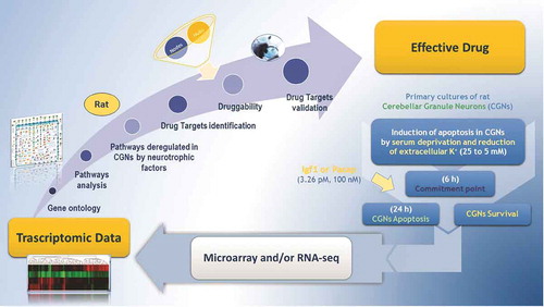 Figure 1. Genomic approach for drug discovery in CGNs. A drug target discovery pipeline starting from microarray and RNA-seq analysis moves through drug targets identification and ends with their validation in in vitro models.