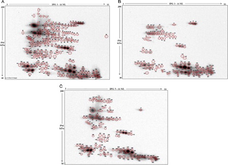 Figure 2. Western blotting of MPB labeled seminal plasma proteins after two-dimensional electrophoresis. Protein spots with free –SH groups detected in the pool of seminal plasma from the three categories of male subjects are circled in red. Normozoospermic (A), leukocytospermic (B), and azoospermic (C). All spots are numbered consecutively, from 1 to 242.