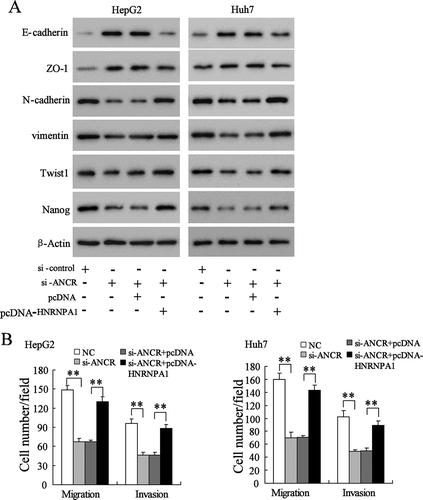 Figure 8. LncRNA ANCR promoted the EMT and invasion/migration of HCC cells via regulating HNRNPA1 expression. A. HepG2 and Huh7 cells were transfected with si-control, si-ANCR, si-ANCR+pcDNA, or si-ANCR+pcDNA-HNRNPA1 for 48 h. The expressions of E-cadherin, ZO-1, N-cadherin, vimentin, Twist1 and Nanog were detected using western blot. B. The invasion and migration of HepG2 and Huh7 cells were detected using Transwell assay. **p < 0.01, compared with NC or si-ANCR+pcDNA.