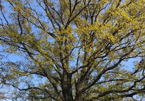 Figure 4. “It is simply a tree. When someone mentions the word “nature”, Ithink of a tree. Because a tree is nature as well as meadows, plants, flowers and the soil. And a tree is somehow all that at once.” Male, 11 years.