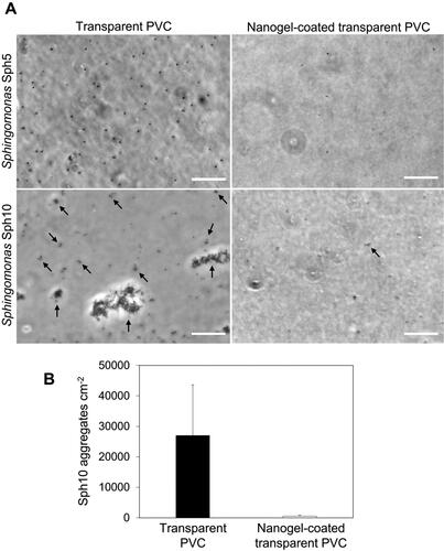 Figure 4. (A) Micrographs of Sphingomonas Sph5 and Sphingomonas Sph10 adhered on non-coated (left column) and nanogel-coated transparent PVC (right column) after 4 h adhesion. Black arrows indicate Sph10 aggregates. Scale bars are 20 µm. (B) Number of Sphingomonas Sph10 aggregates adhered to the surface of non-coated and nanogel-coated transparent PVC after 4 h adhesion. The values are averages of experiments performed on three separately coated surfaces with separately prepared bacterial cultures. Note, no aggregates were observed for Sph5.