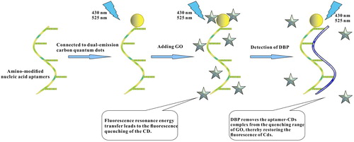 Scheme 1. The illustrative diagram of fluorescence ratio immunosensor based on dual-emission carbon quantum dot labeled aptamers.